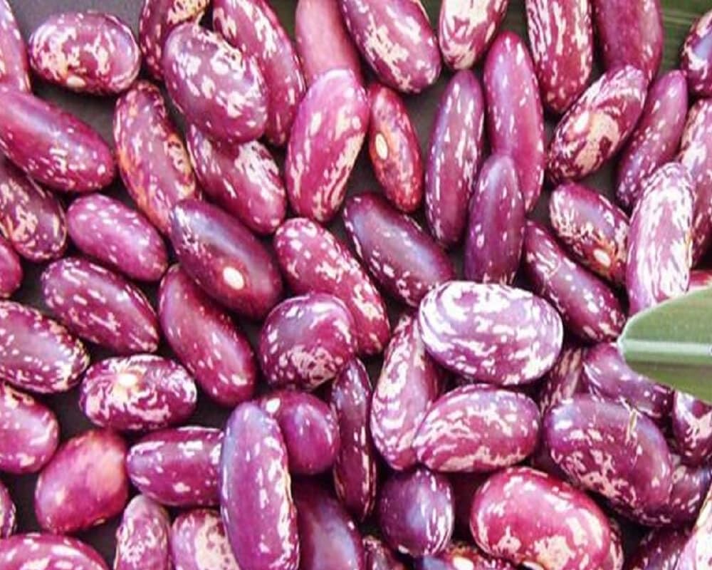 Planting Dominican Red Speckled Kidney Beans Seeds Vegetable Seeds