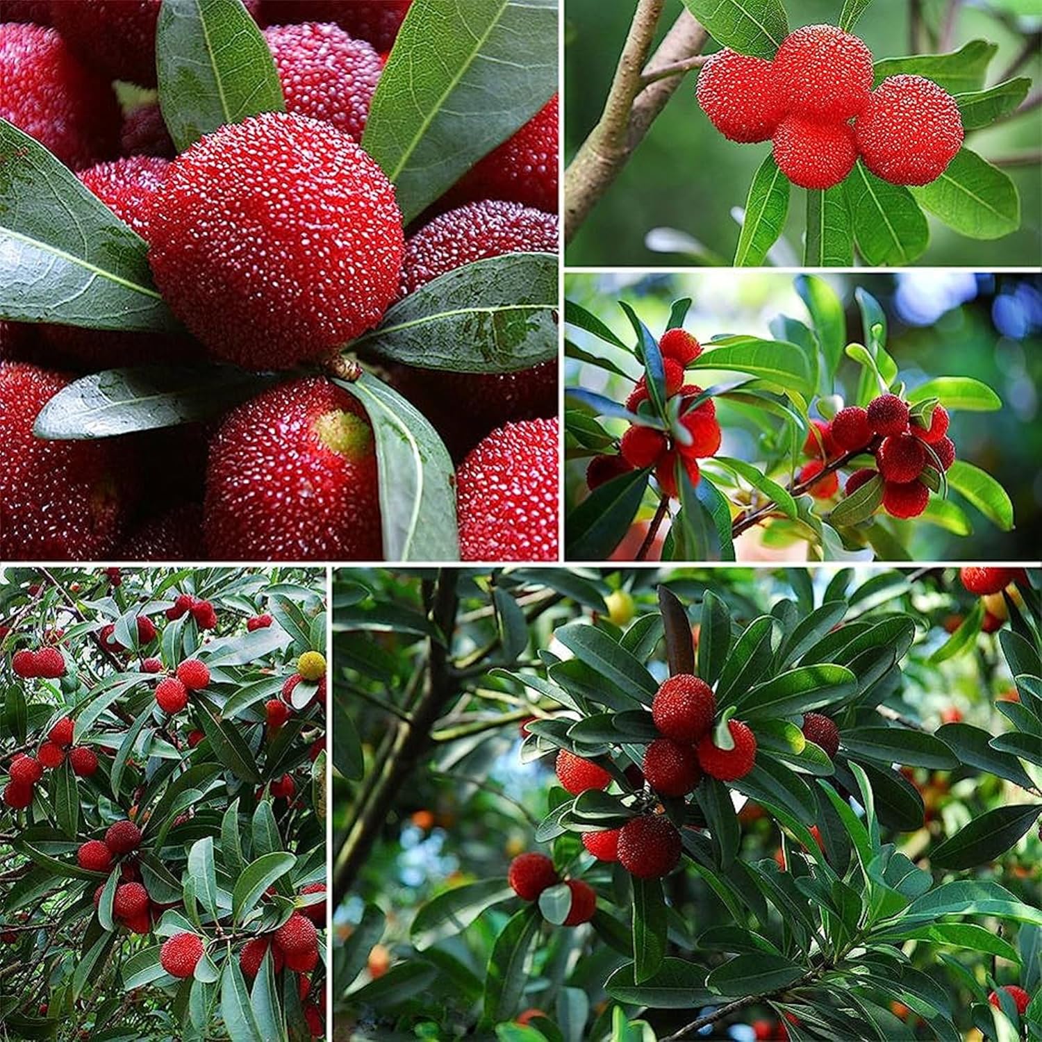 Bayberry Seeds For Planting - Grow Your Own Shrubs Fruit