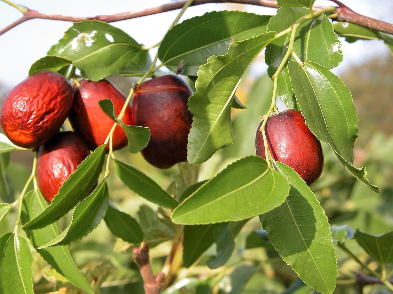 Red Ziziphus Jujube Fruit Seeds Planting Sweet