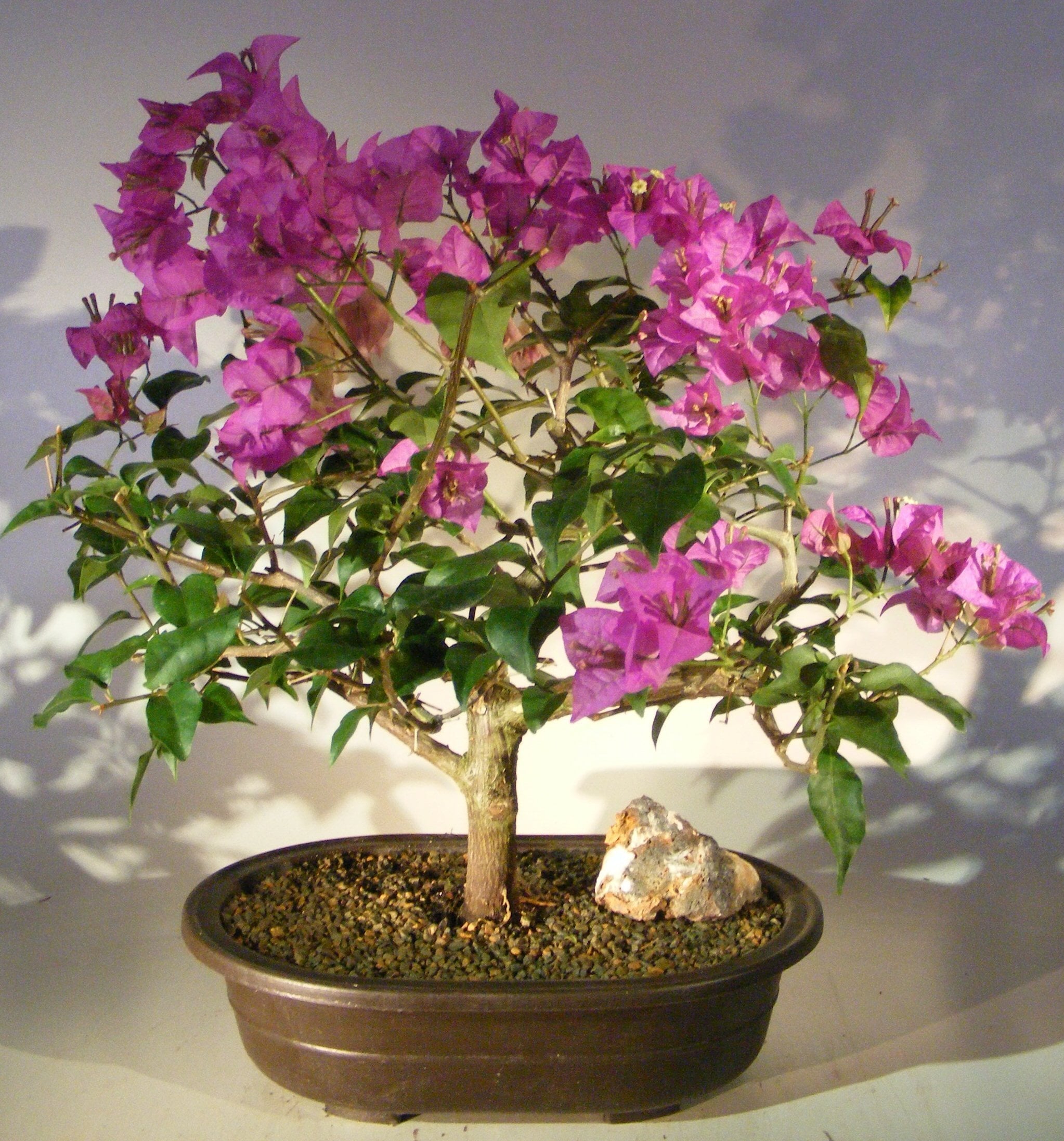 Bonsai Flower Seeds: Lady’s Most Loved Planting Choice Seeds