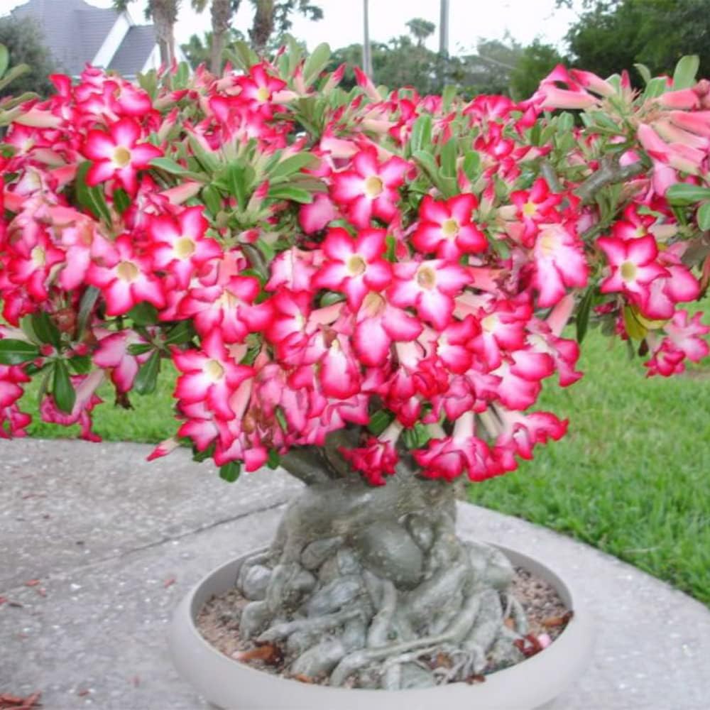 Adenium Obesum Flower Seeds - Planting Exotic Pink & Yellow Seeds