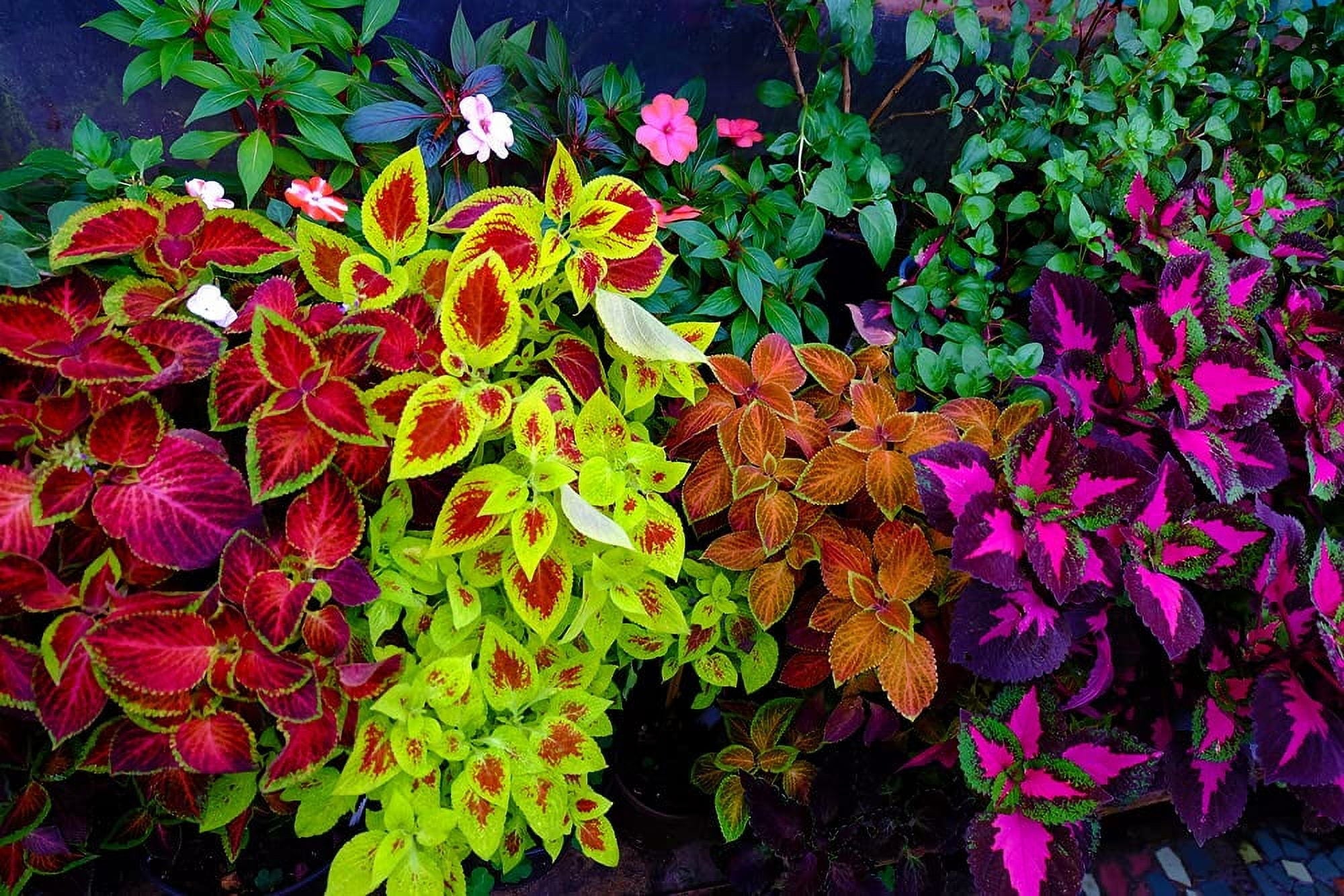 Vibrant Coleus Plant Seeds For Thriving Gardens