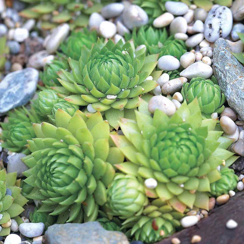 Hens and Chicks Flower seeds for Planting - Sun Loving, Heirloom & GMO Free Seeds for Home Garden
 
 Sale seeds for planting in home garden