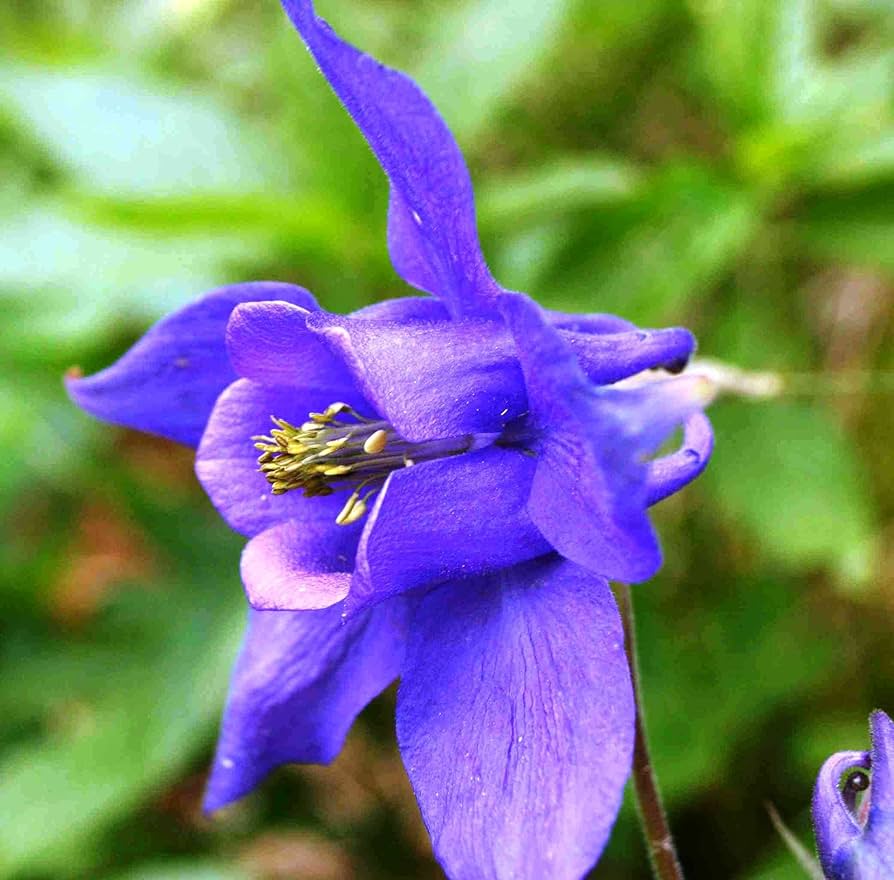 Aquilegia Purple Plant Seeds | Easy-To-Grow Perennial Blooms Flower