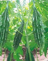 Bittergourd Seeds: Army Green For Planting