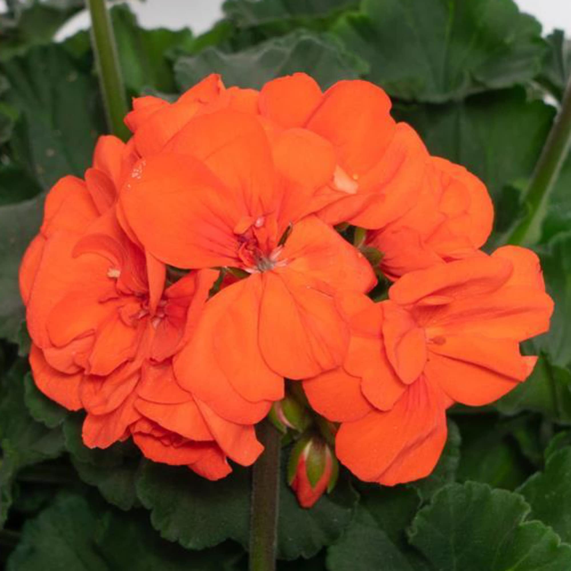 Geranium Orange Seeds For Easy Planting Flower