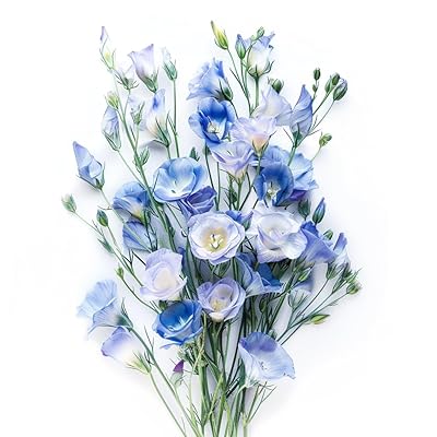 Silk Blue Lisianthus Flower seeds for Planting Perfect for Borders Heirloom & GMO Free Seeds for Home Garden 
 
 Sale for planting in home garden