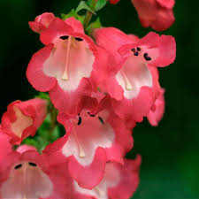 Red Penstemon Scarlet Flower Seeds Planting