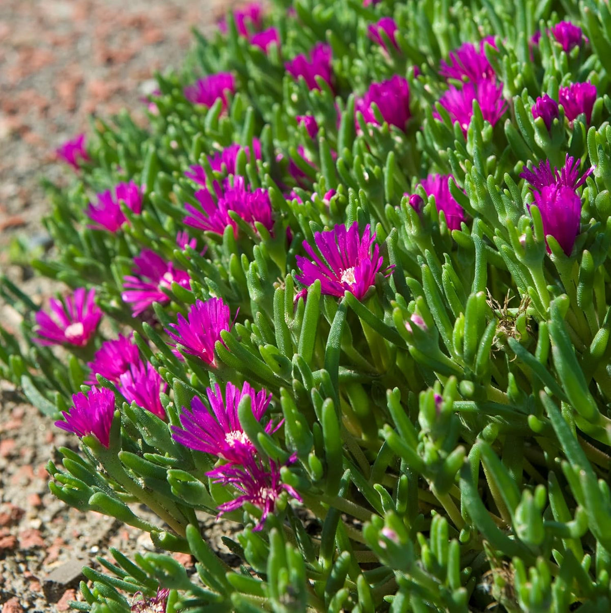 Lavender Delosperma Flower seeds for Planting - Low Maintenance, Heirloom & GMO Free Seeds for Home Garden
 
 Sale for planting in home garden