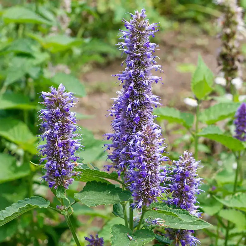 Violet Giant Hyssop Flower seeds for Planting - Wildflower Mix, Heirloom & GMO Free Seeds for Home Garden
 
 Sale seeds for home garden