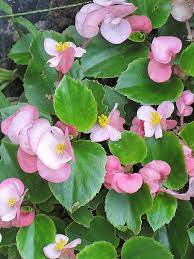 Light Pink Begonia Flower Seeds For Planting