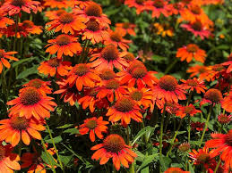 Echinacea Seeds Planting Instructions For Thriving Flowers