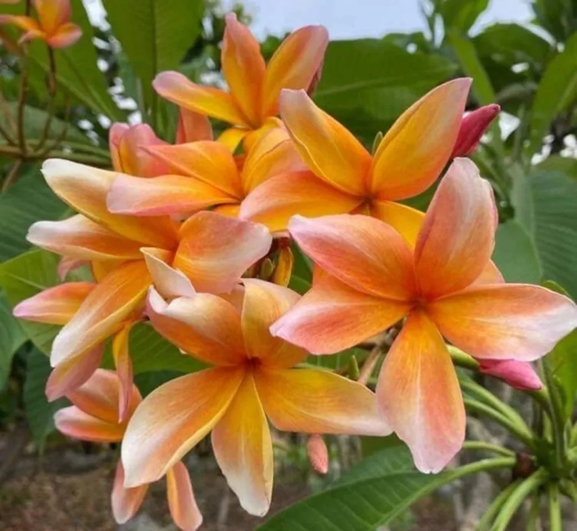 Graines de fleurs de frangipanier pêcher à planter