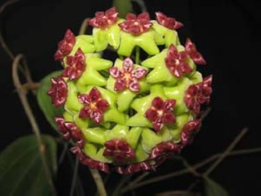 Exotic Hoya Flower Seeds For Planting - Green & Maroon Varieties