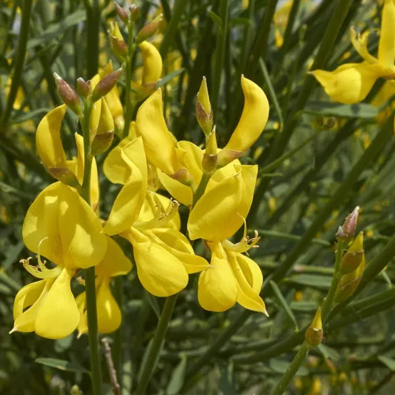 Spartium Junceum Flower seeds for Planting Long Bloom Season Heirloom & GMO Free Seeds for Home Garden 
 
 Sale seeds for home garden planting