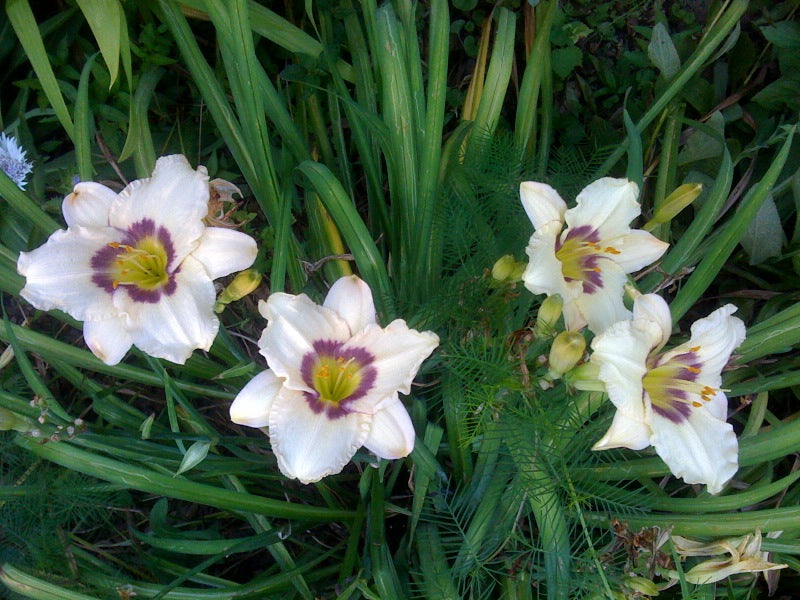 White Violet Hemerocallis Seeds For Planting