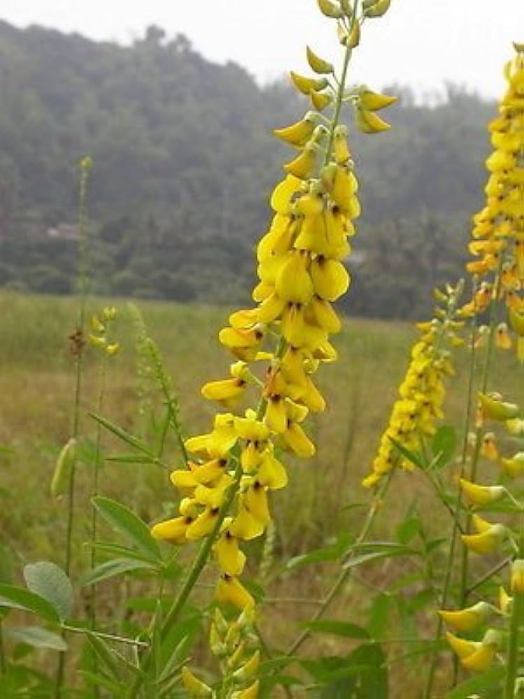 Yellow Smooth Rattlebox Plant Seeds Planting Unique