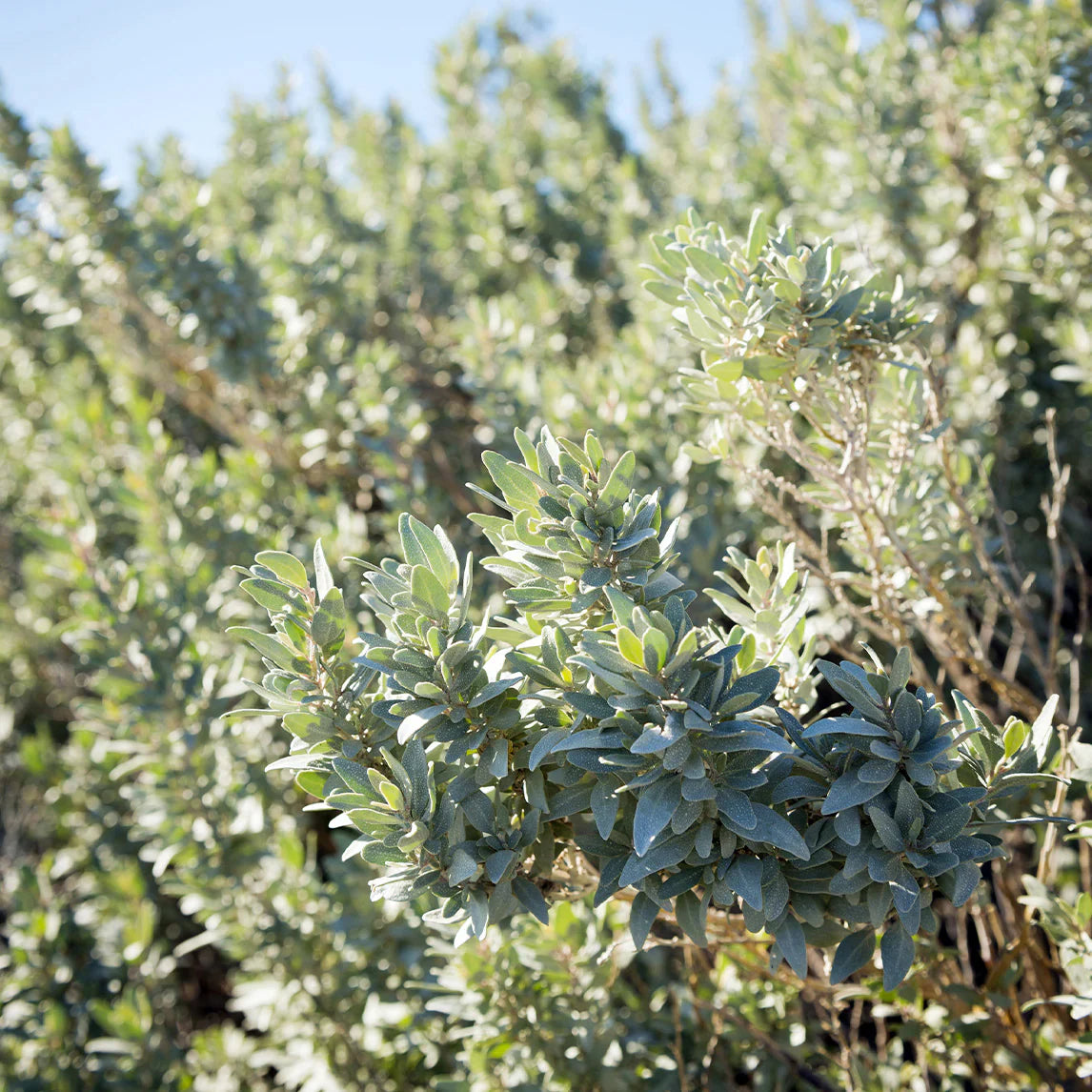 Saltbush Tree Seeds Planting Hardy