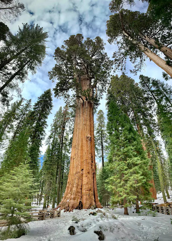 Majestic Sequoia Tree Seeds For Planting