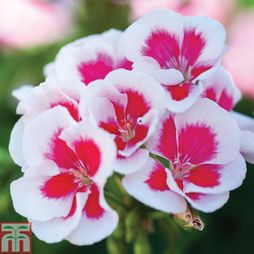 Geranium Flower Seeds For Planting White Light Pink