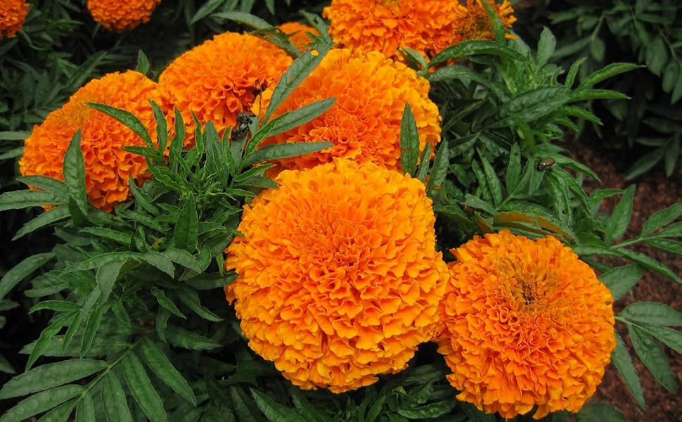 Orange Carnation Flower seeds for Planting - Hardy Variety, Heirloom & GMO Free Seeds for Home Garden
 
 Sale for planting in home garden.