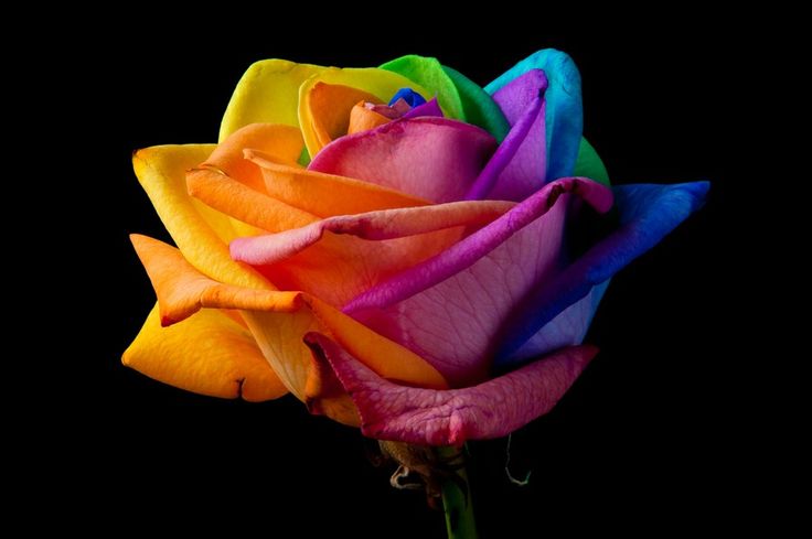 Colorful Mixed Rose Seeds for Dynamic Planting Displays