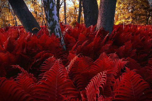 Red Fern Plant Seeds For Colorful And Soothing Planting