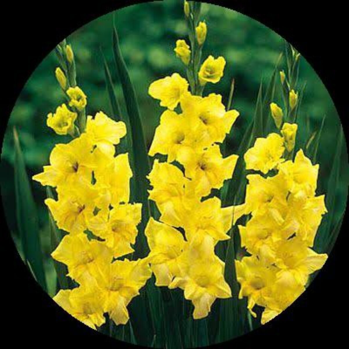 Yellow White Gladiolus Planting Seeds