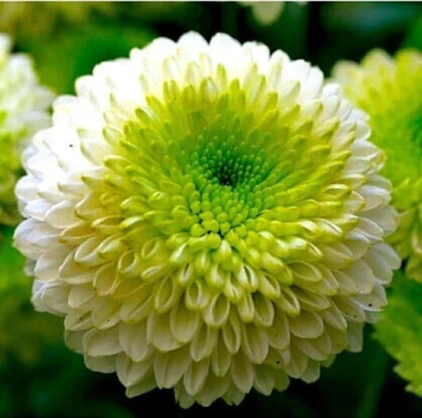 Green White Chrysanthemum Flower seeds for Planting - Bright Blooms, Heirloom & GMO Free Seeds for Home Garden
 
 Sale seeds for home garden