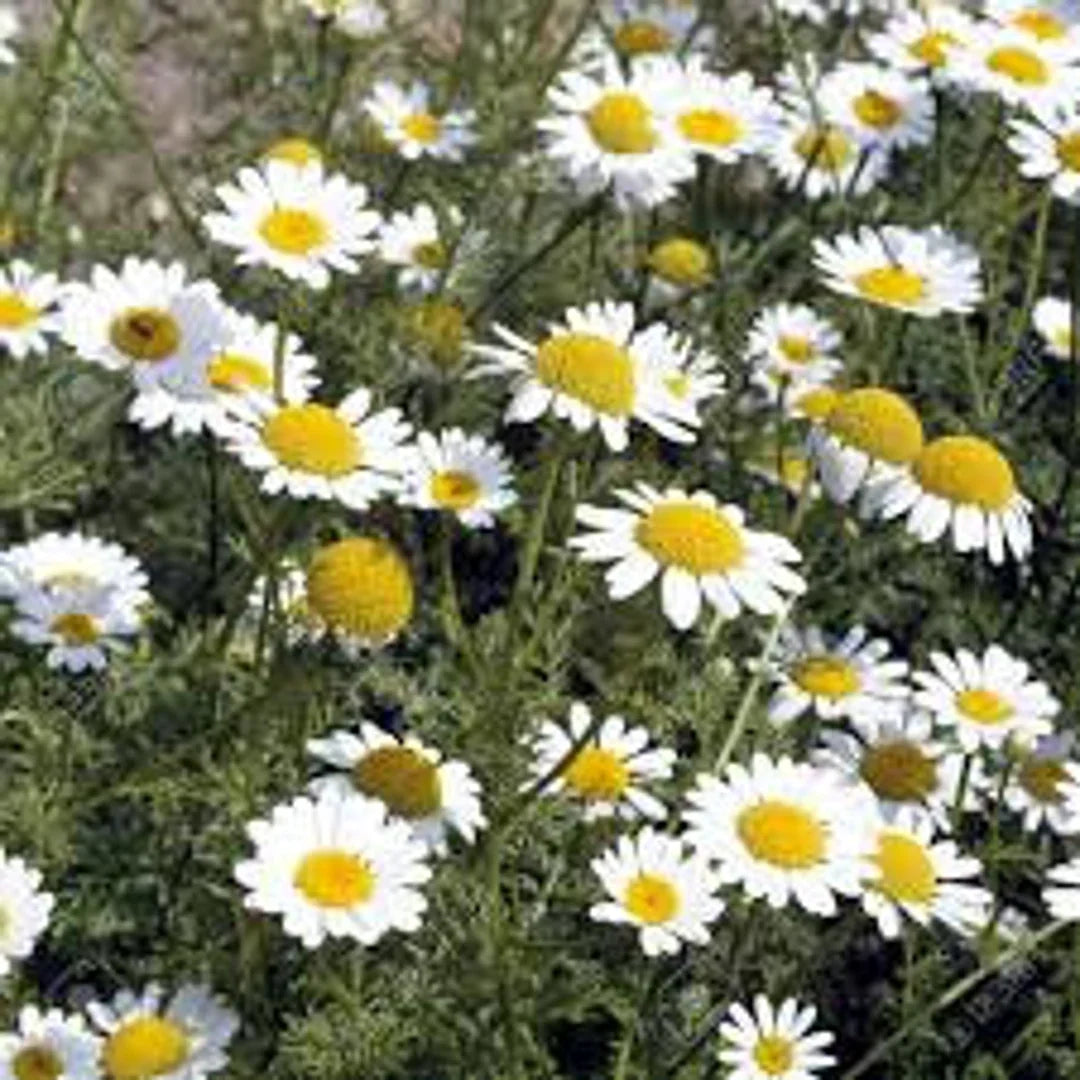 Anacyclus Pyrethrum Flower Seeds For Garden Planting