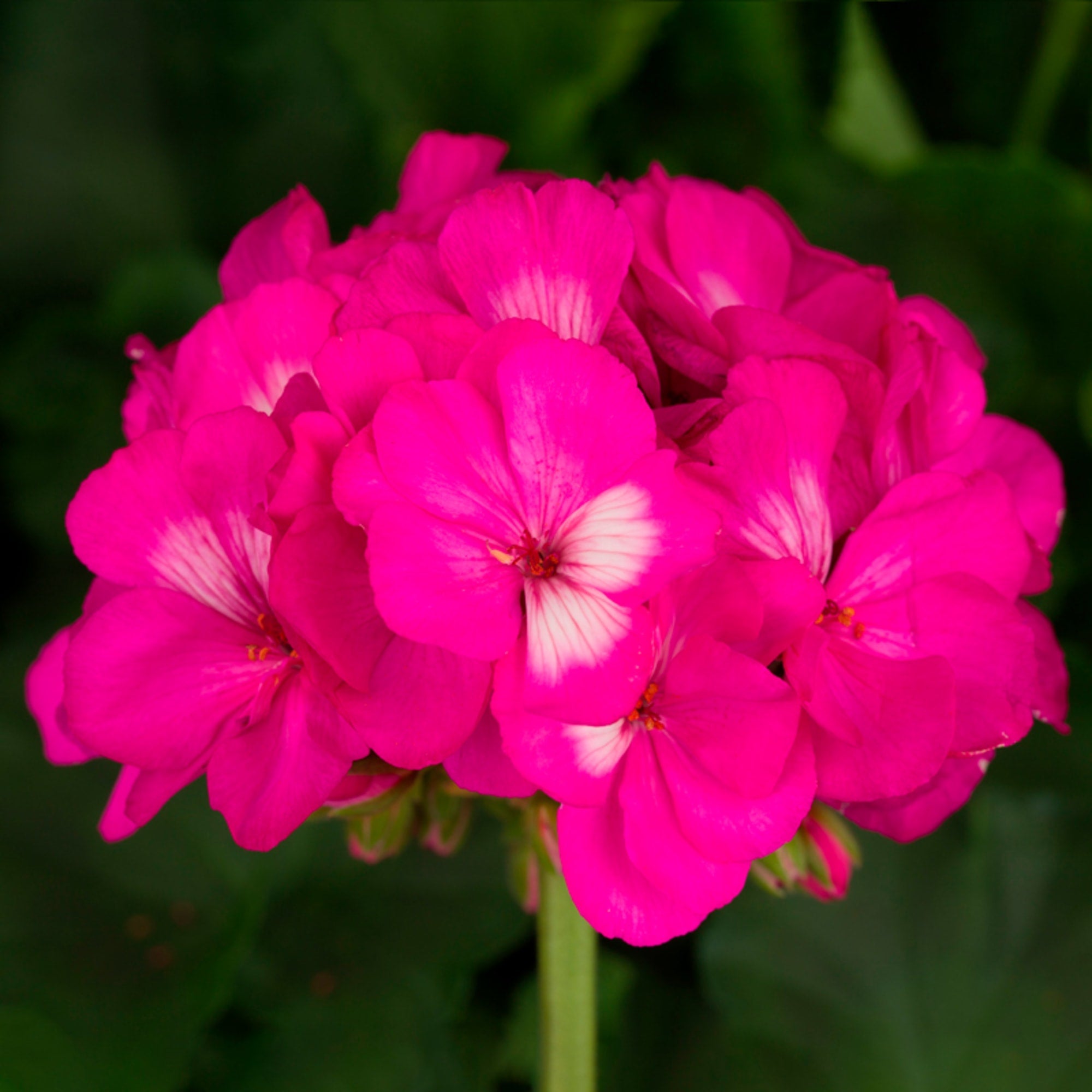 Dark Pink Geranium Flower Seeds For Planting