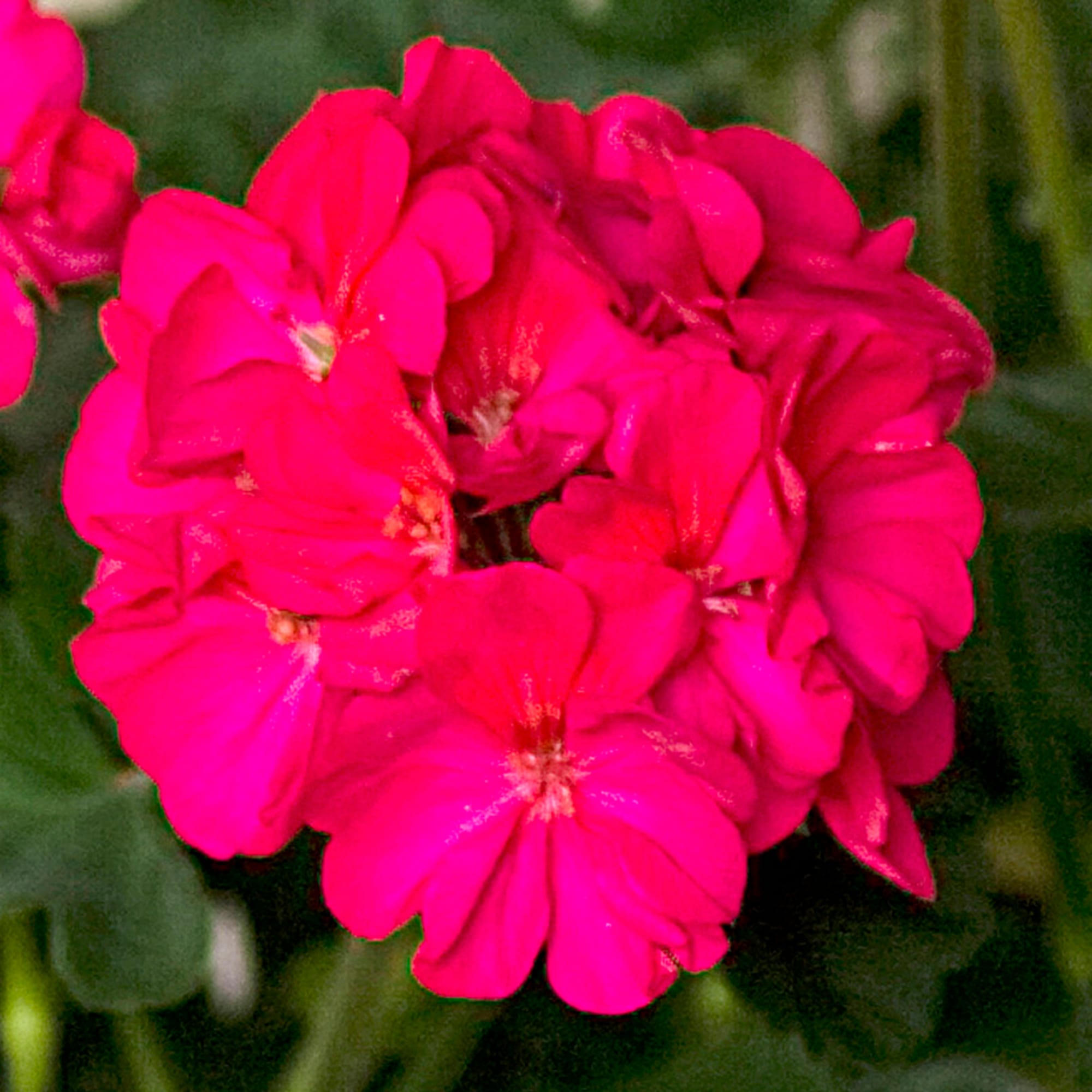 Dark Pink Geranium Flower Seeds For Planting