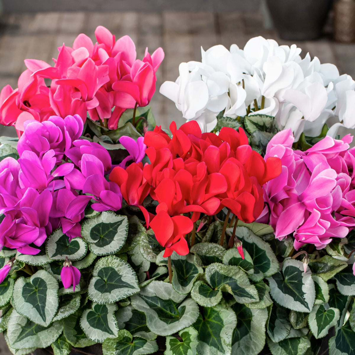 Mixed Color Cyclamen Seeds – Fragrant Heirloom Non-GMO Flowers for Garden Planting
 
 Sale seeds for home garden