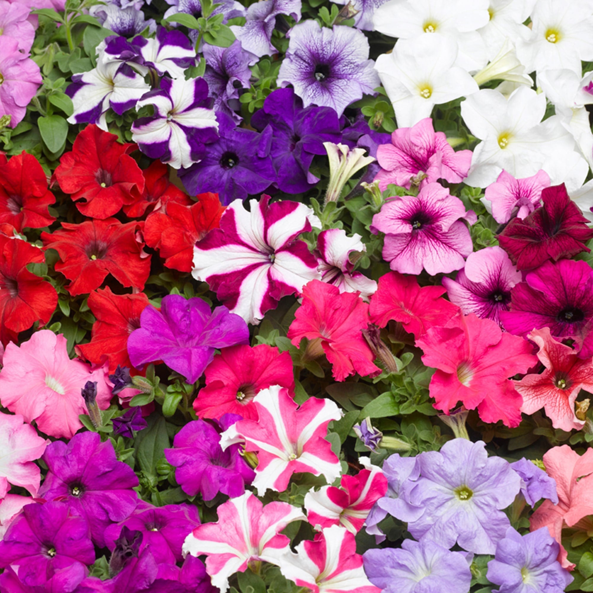 Petunia Flower Seeds For Planting - Mixed Colors Stunning Gardens