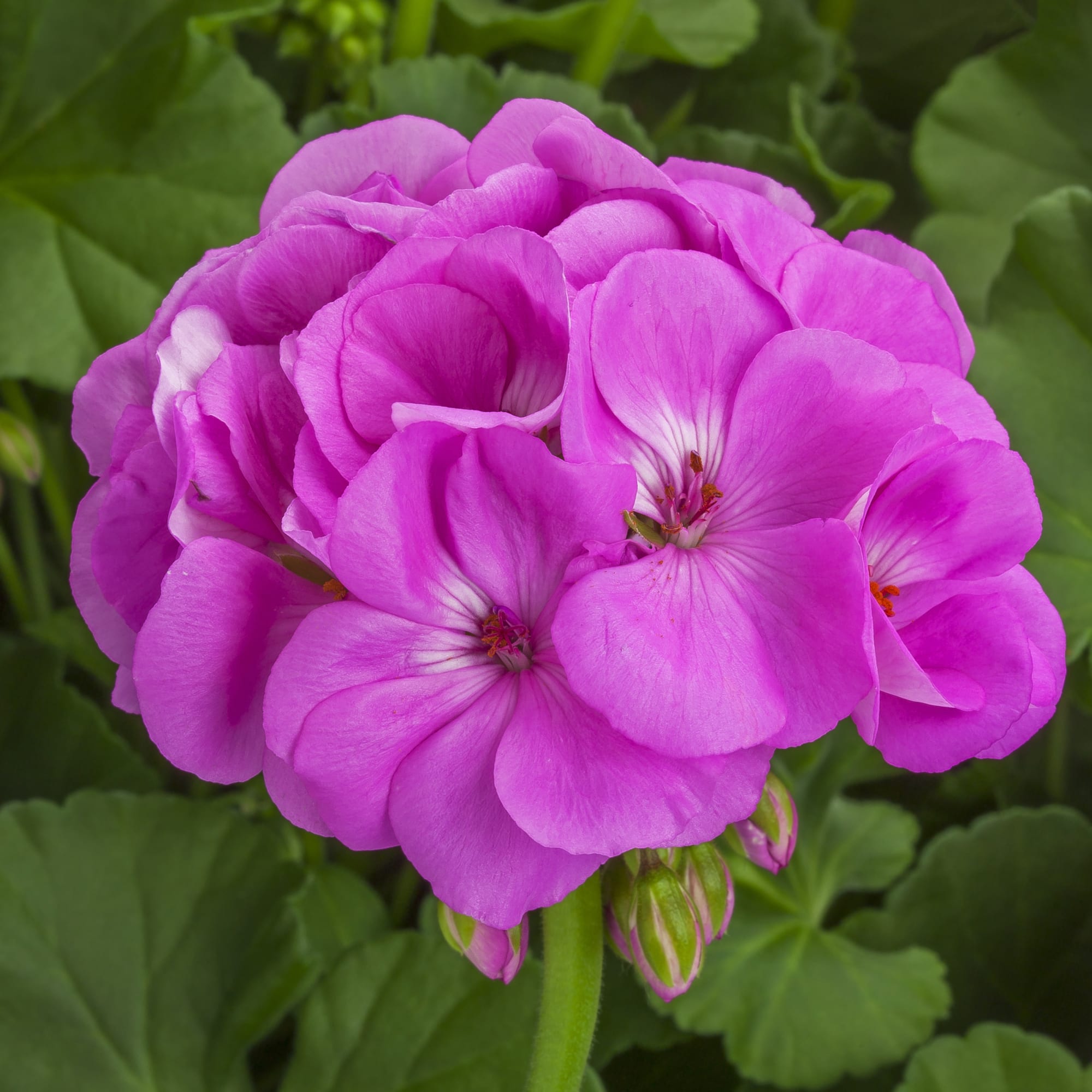 Light Purple Geranium Pelargonium Peltatum Seeds For Vibrant Planting Displays