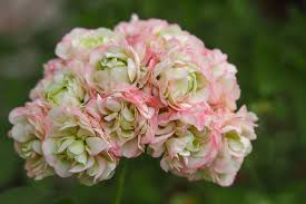 Geranium Apple Blossom Pink & White Seeds For Planting Flower