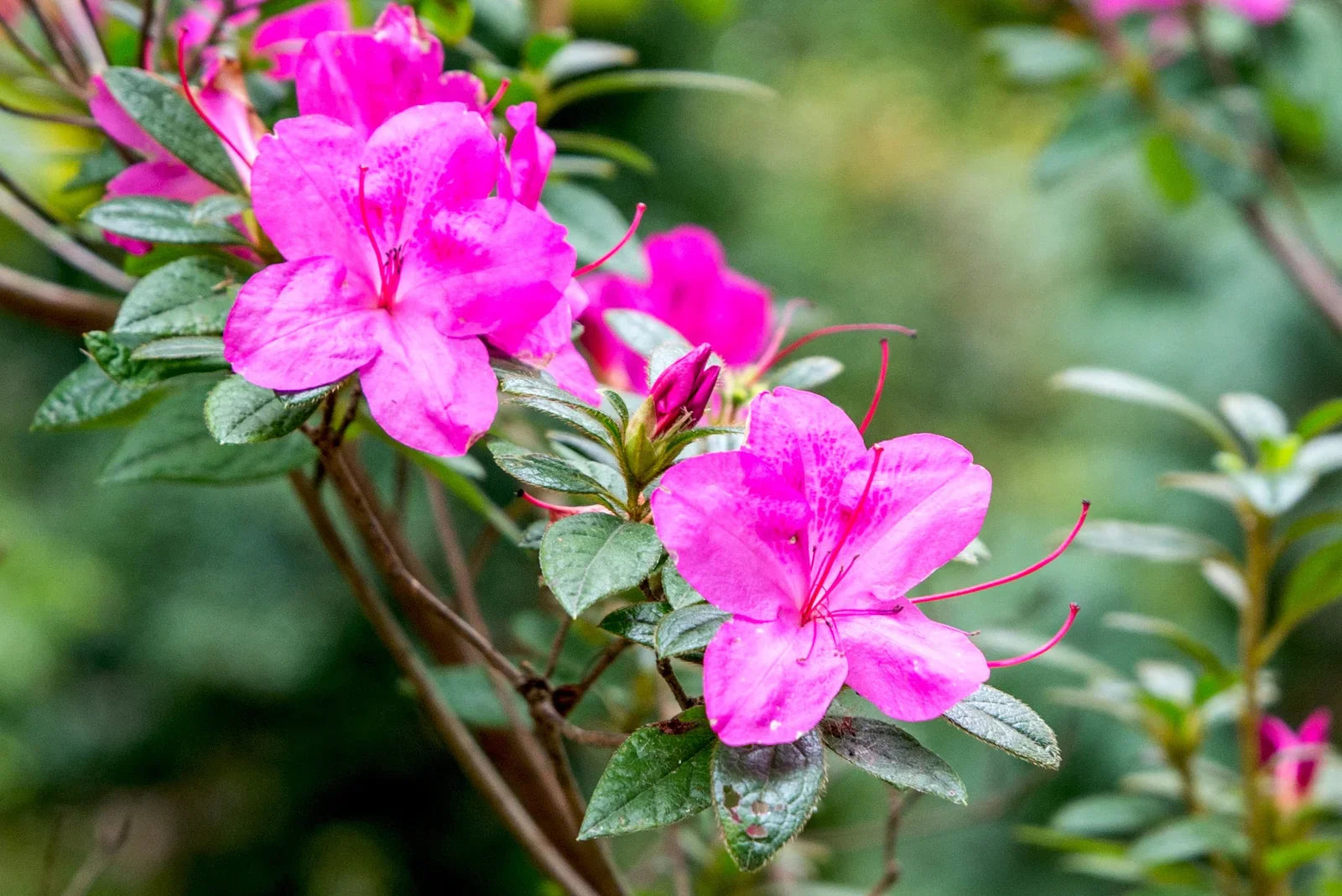 Violet Azalea Flower Seeds For Rich Garden Planting