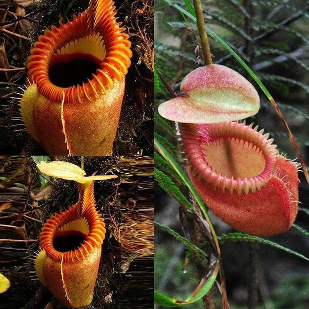 Nepenthes Nepenthes spp. Seeds for planting in home garden