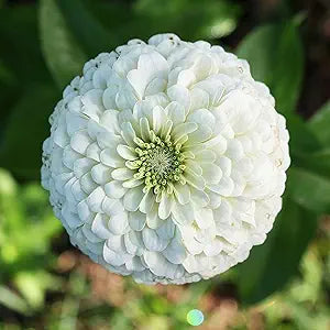 Zinnia Benary Giant White seeds for large white blooms
