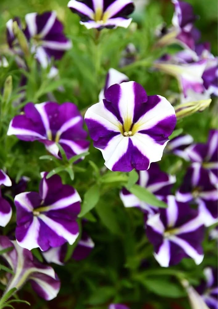 Petunia Flower Seeds For Planting - Blue & White Vibrant Displays