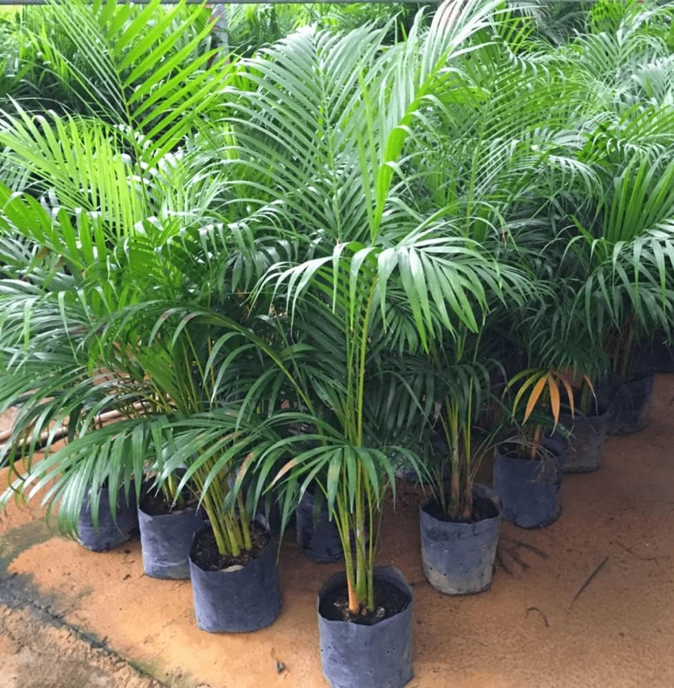 Cabbage Palm Sabal palmetto for planting in tropical garden