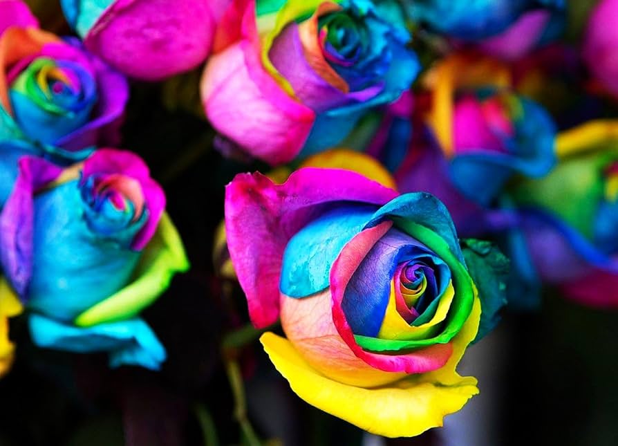 Holland Rainbow Rose Rosa spp for planting in flower bed