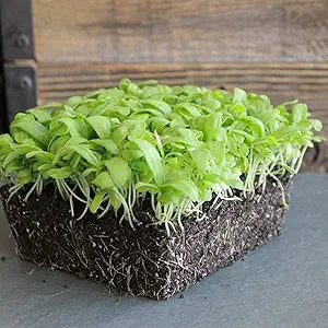 Chrysanthemum Flower Chrysanthemum morifolium for planting in flower bed