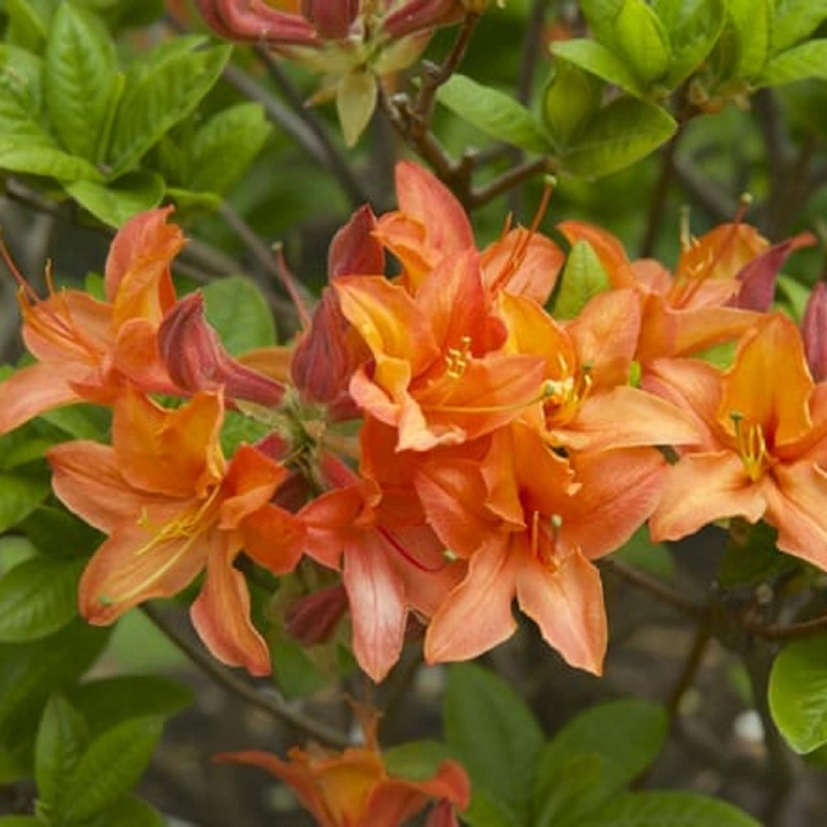 Orange (Orange Azalea) seeds for planting in home garden