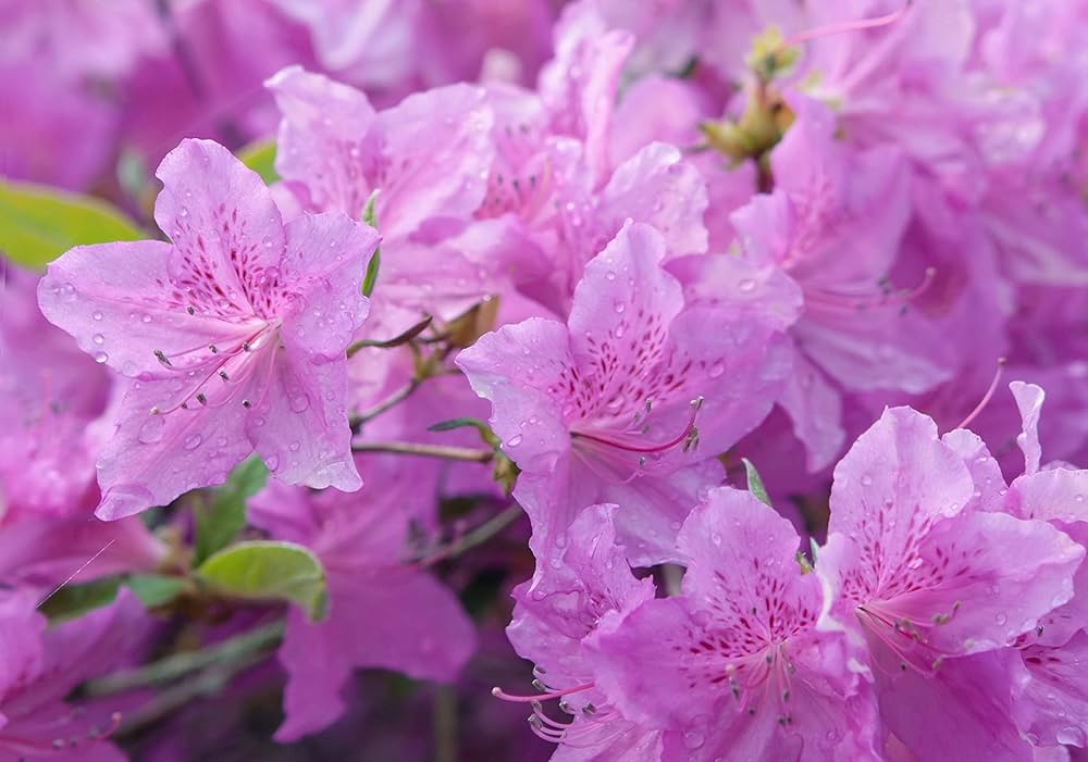 Azalea Flower seeds for Planting - Easy to Grow, Heirloom & GMO Free Seeds for Home Garden
 
 Sale seeds for planting in home garden