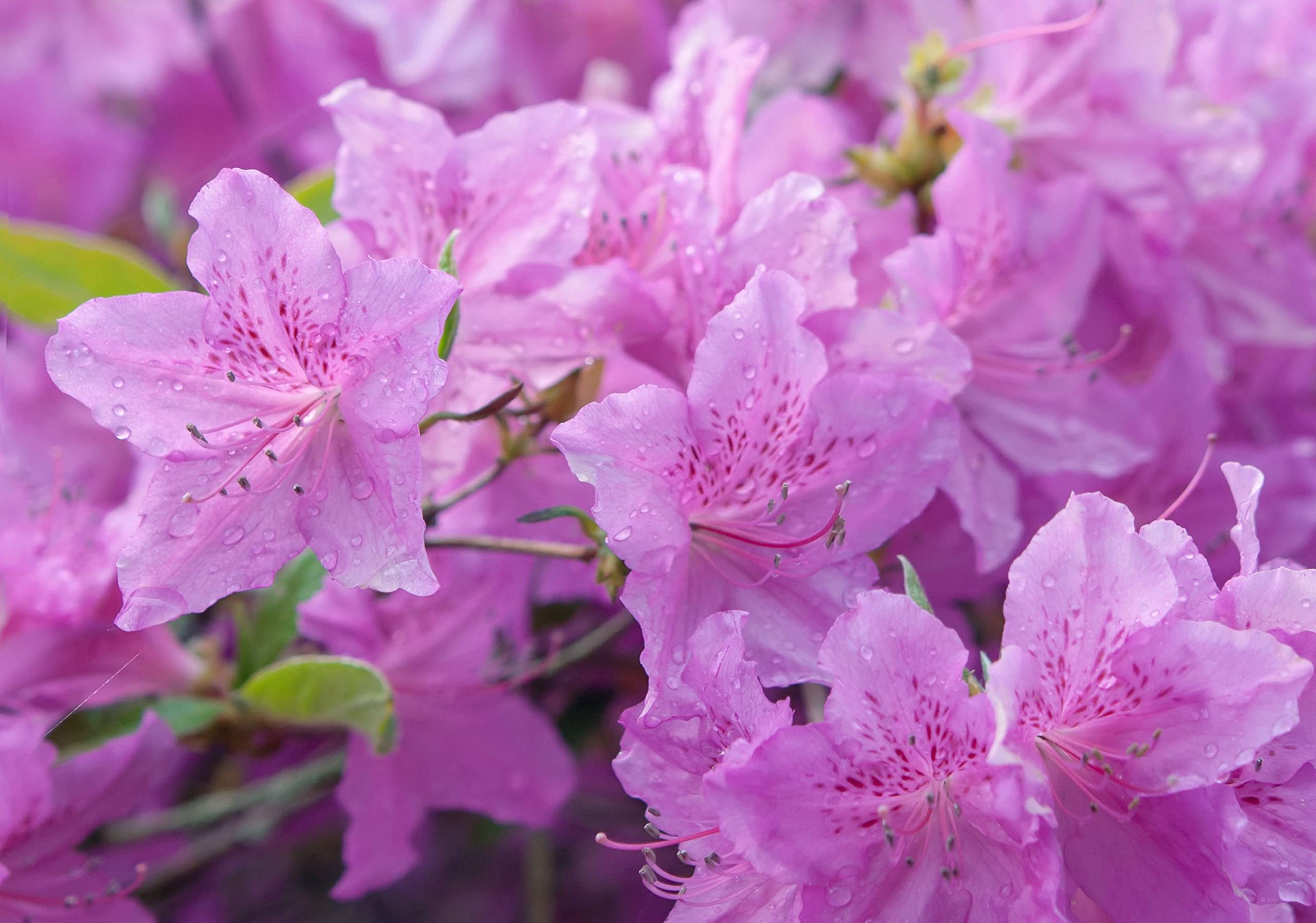 Violet Azalea Flower Seeds For Rich Garden Planting