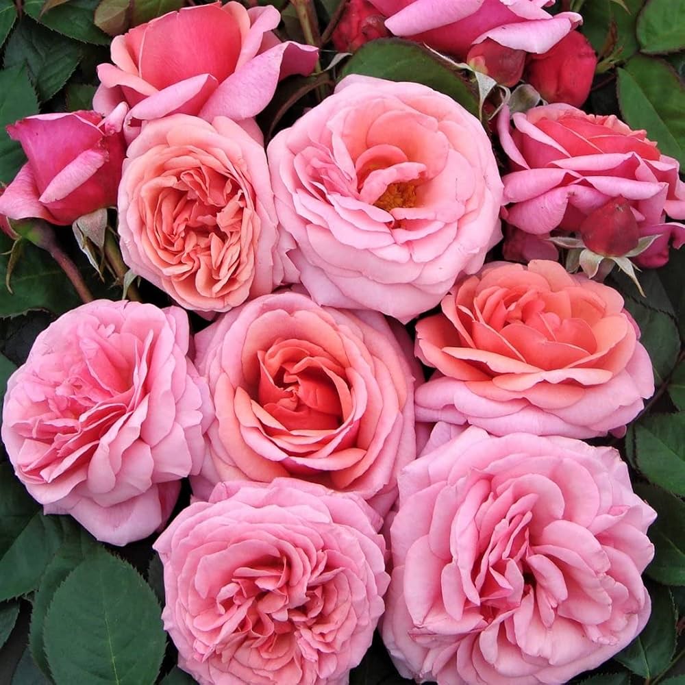 Rattan Rose Climbing Rosa spp. Seeds for planting in vertical garden