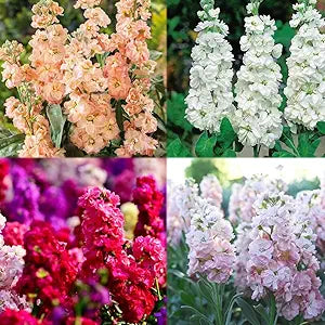 Lila Abend Stock for planting in flower bed