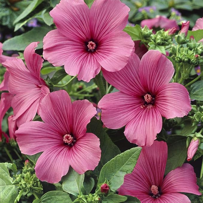 Rose Mallow Hibiscus Hibiscus rosa-sinensis for planting in flower bed