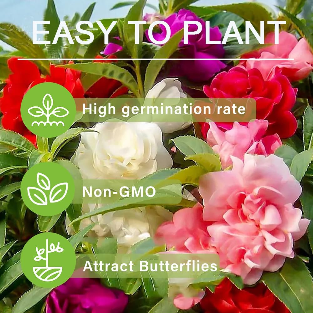 Mixed Impatiens Balsamina Flower Seeds For Easy Planting